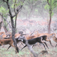 Illustration for article titled Animals have stopped migrating - and that could cause a disease epidemic